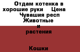Отдам котенка в хорошие руки. › Цена ­ 1 - Чувашия респ. Животные и растения » Кошки   